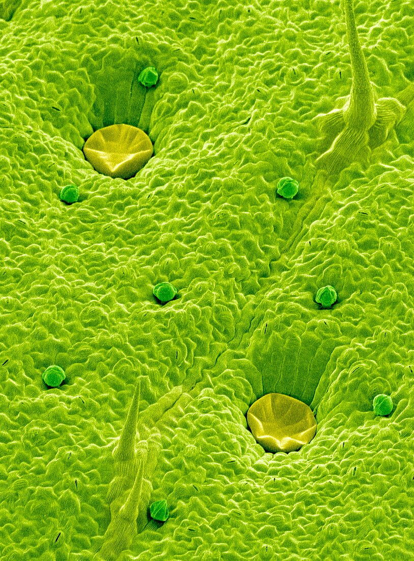 Oil glands on a leaf,SEM