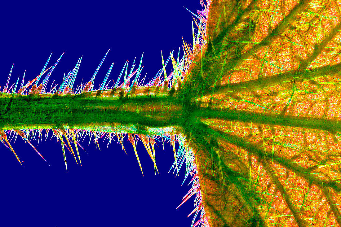 Nettle leaf in polarised light