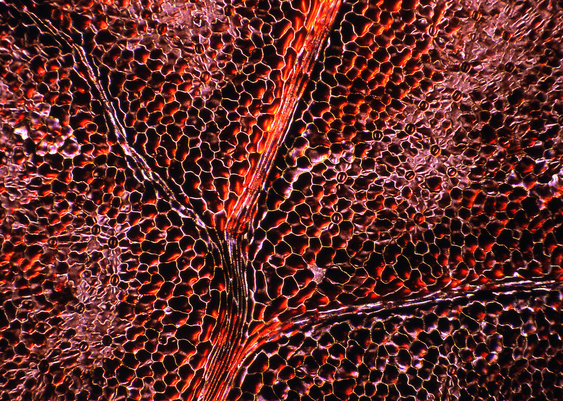 Leaf anatomy,light micrograph