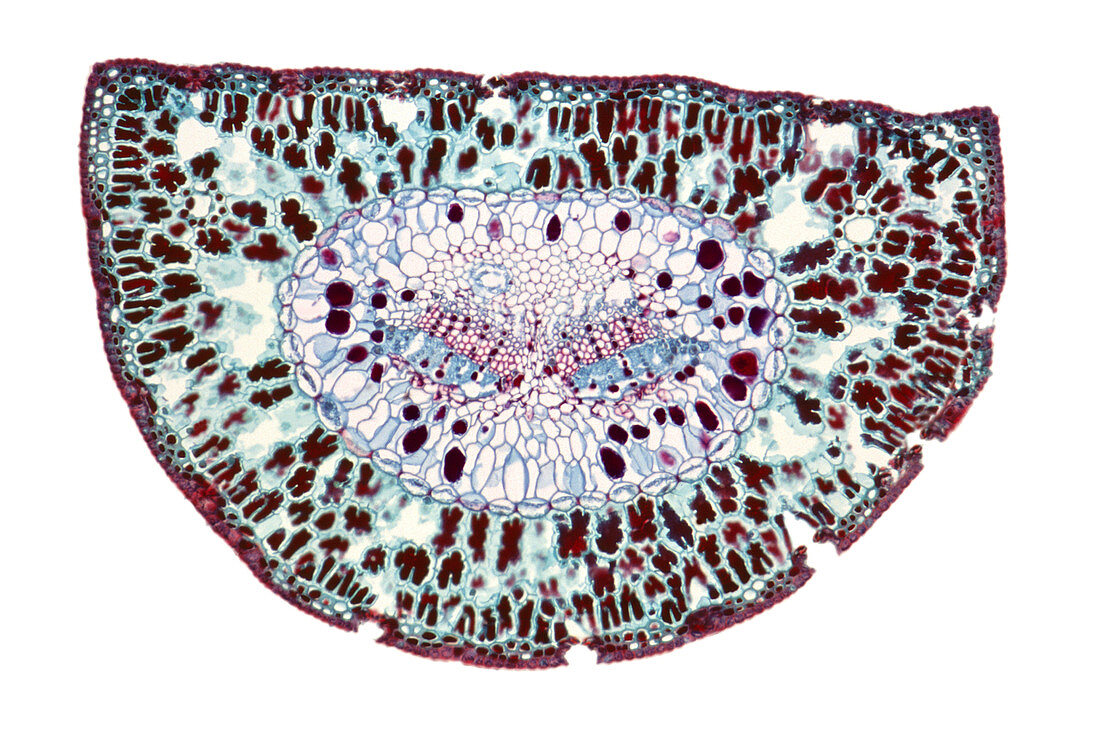 Section through a pine needle,LM