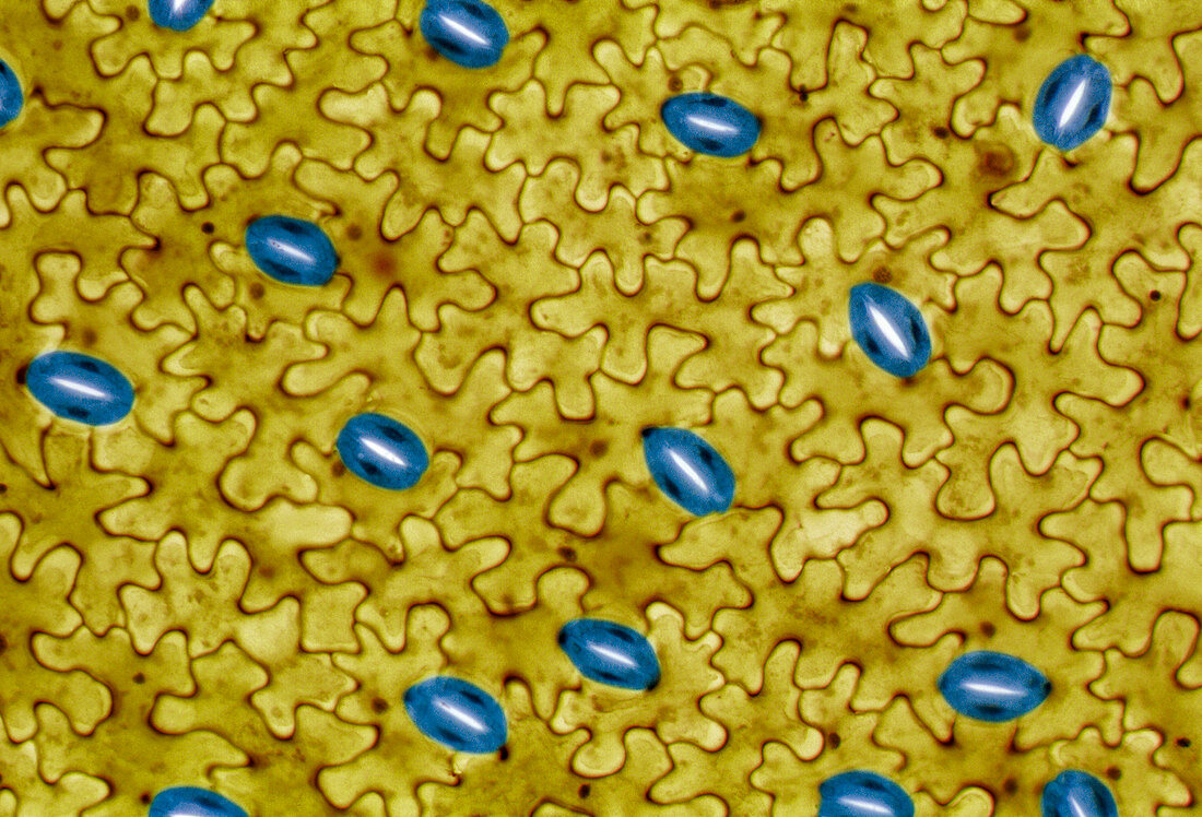Plant stomata,light micrograph
