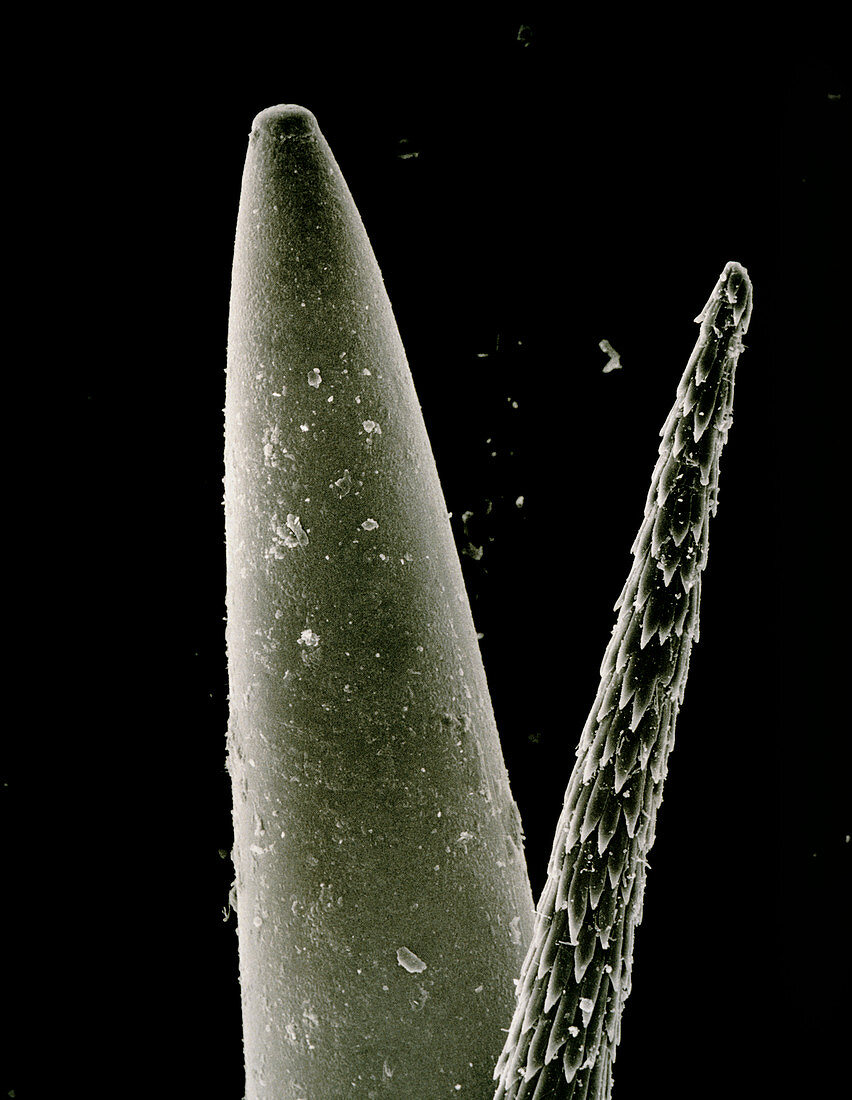 Sewing needle and spine of cactus,Opuntia