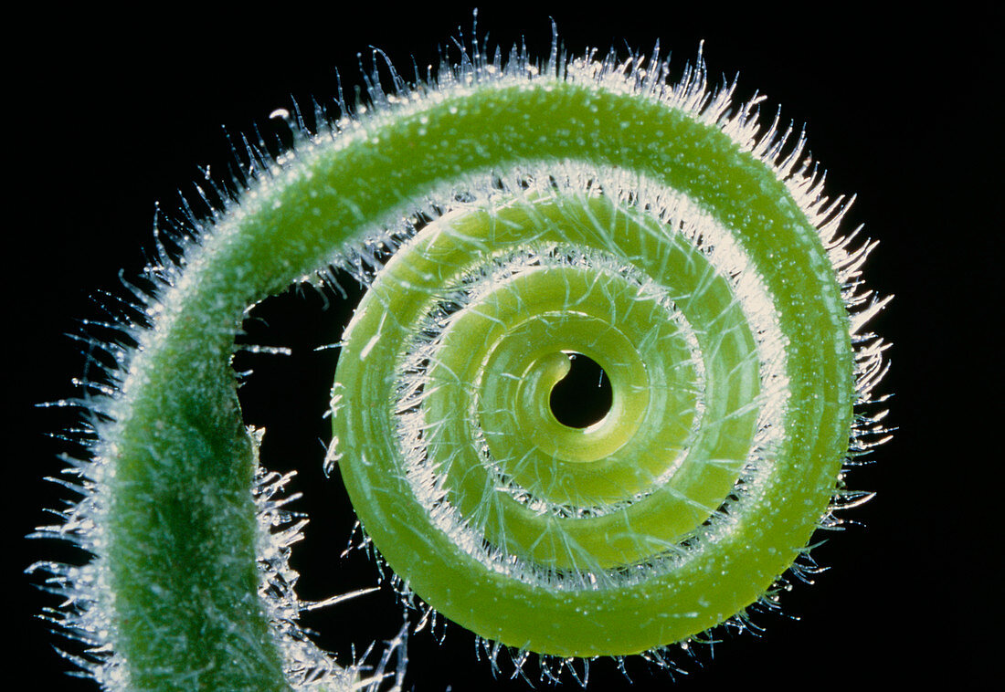 Curled tendril of Citrullus plant