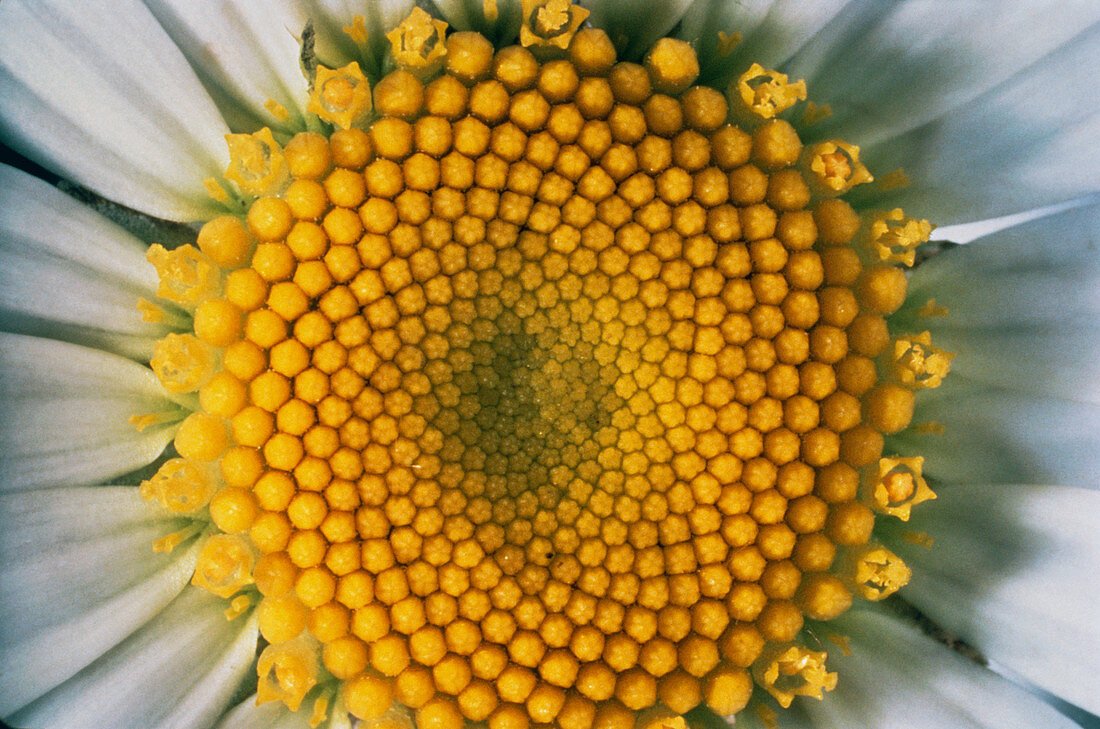 Macrophoto of heart of a daisy