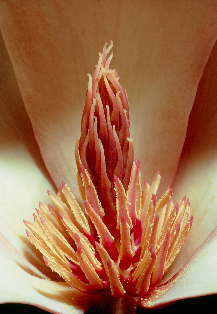 Section through heart of magnolia flower