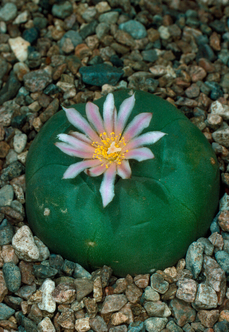 Flowering Mexican peyotl cactus