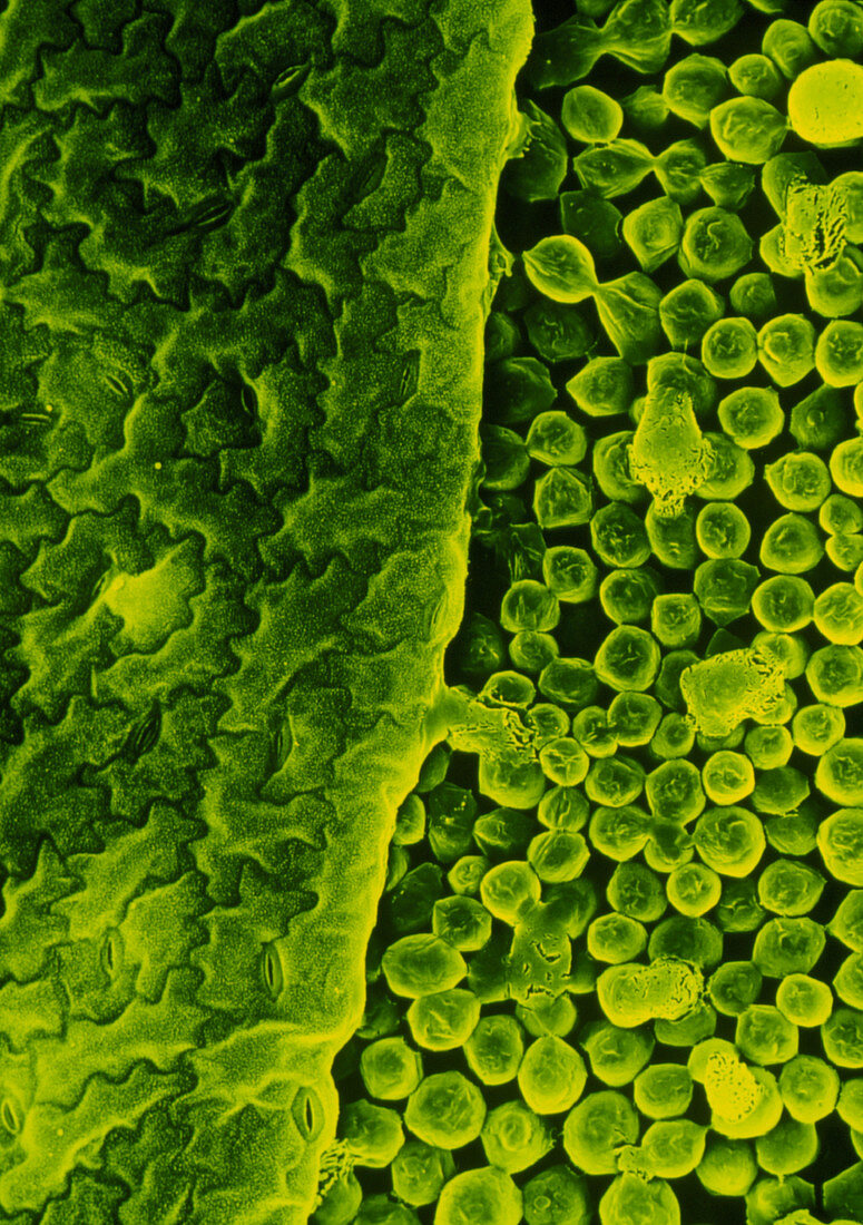 Upper surface of a pea leaf