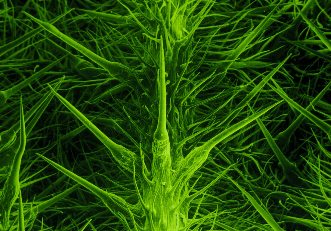 Stinging hairs on nettle leaf