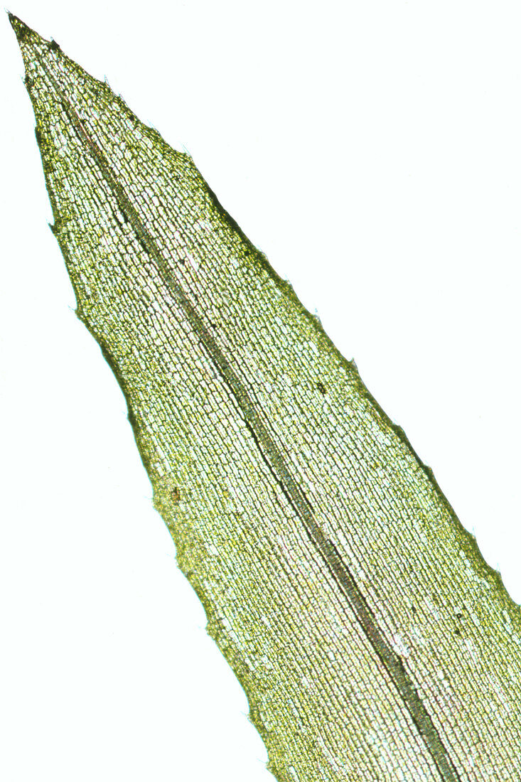 LM of a leaf of the pondweed,Elodea sp