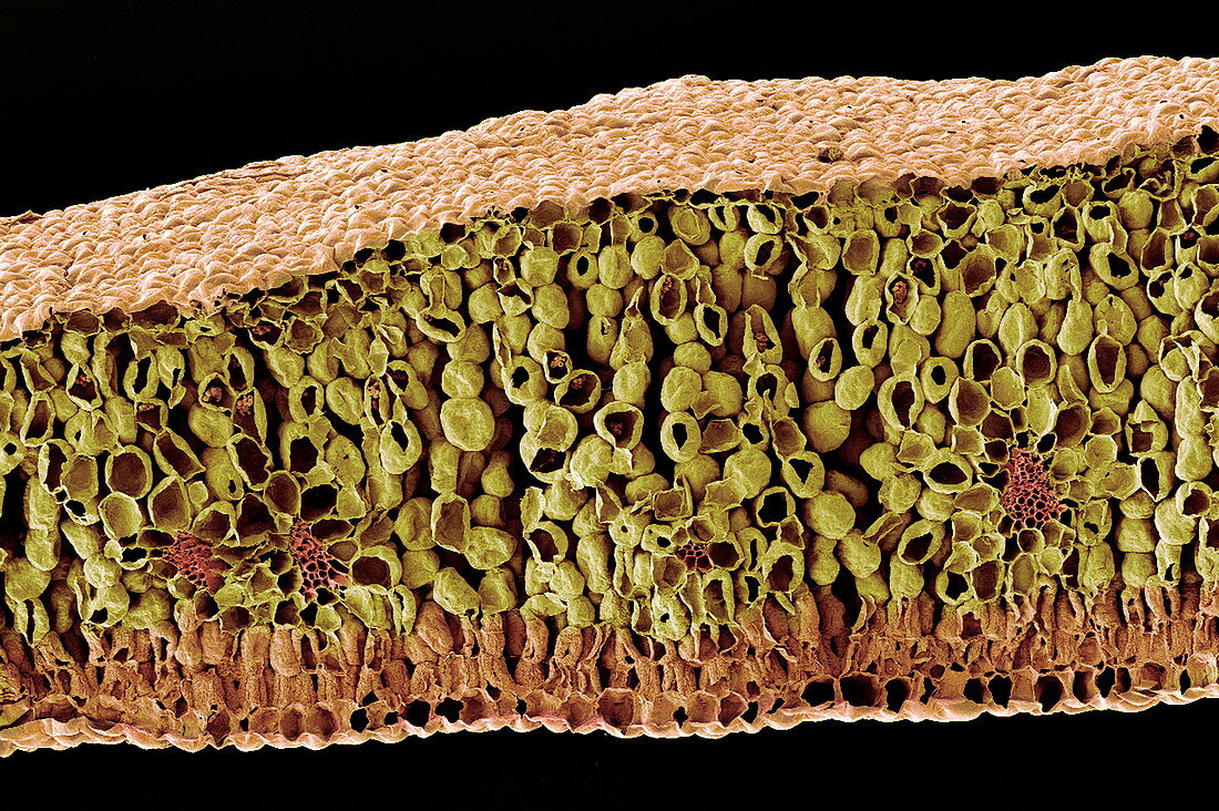 Leaf structure,SEM