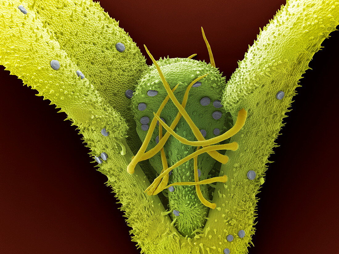 Leaf oil glands,SEM