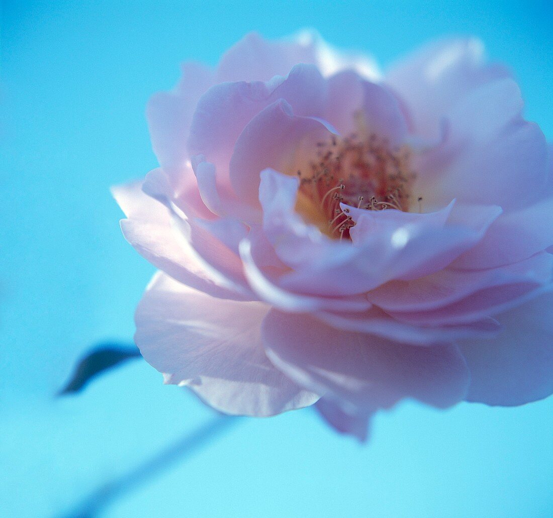Tea rose
