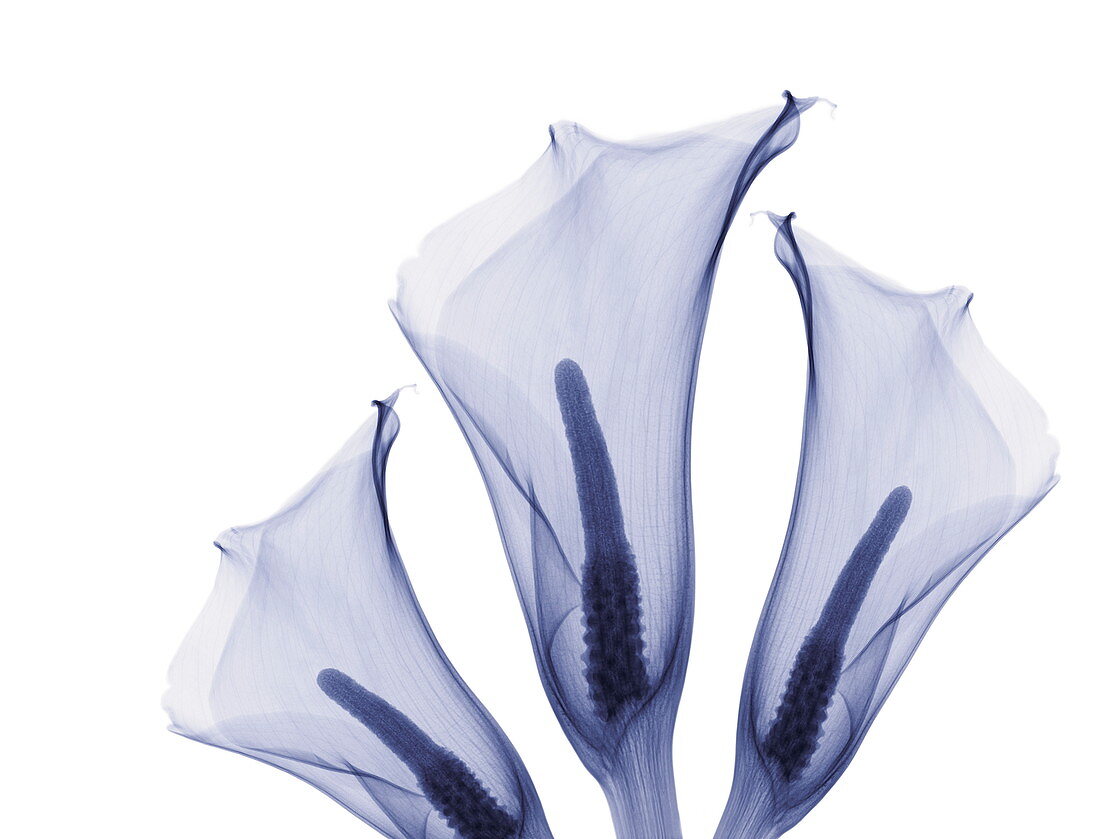 Lilies,X-ray