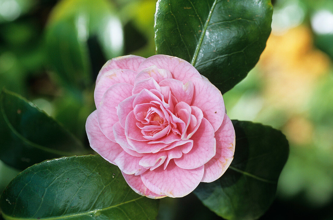 Otome camellia flower