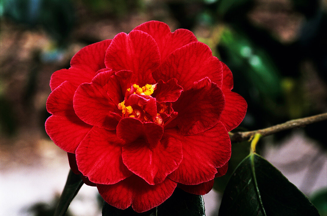 Adolphe Audusson camellia flower