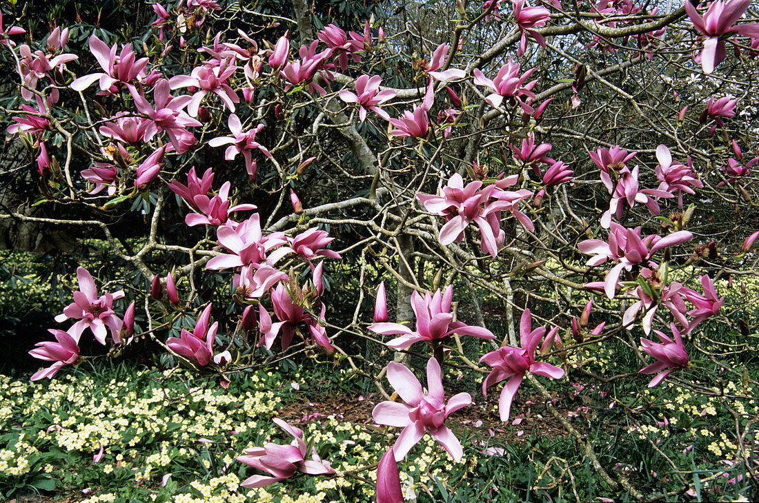 Caerhays Surprise magnolia flowers