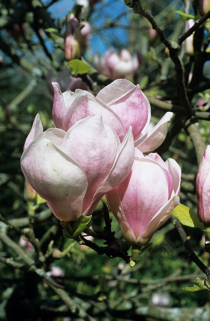Burgundy magnolia flowers