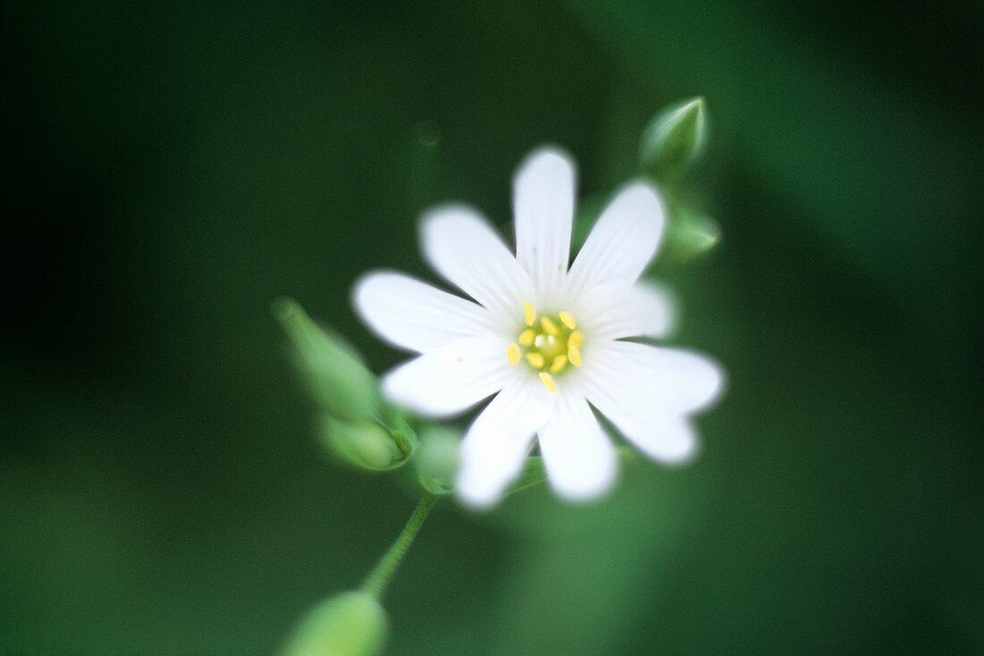 Greater stitchworth flower