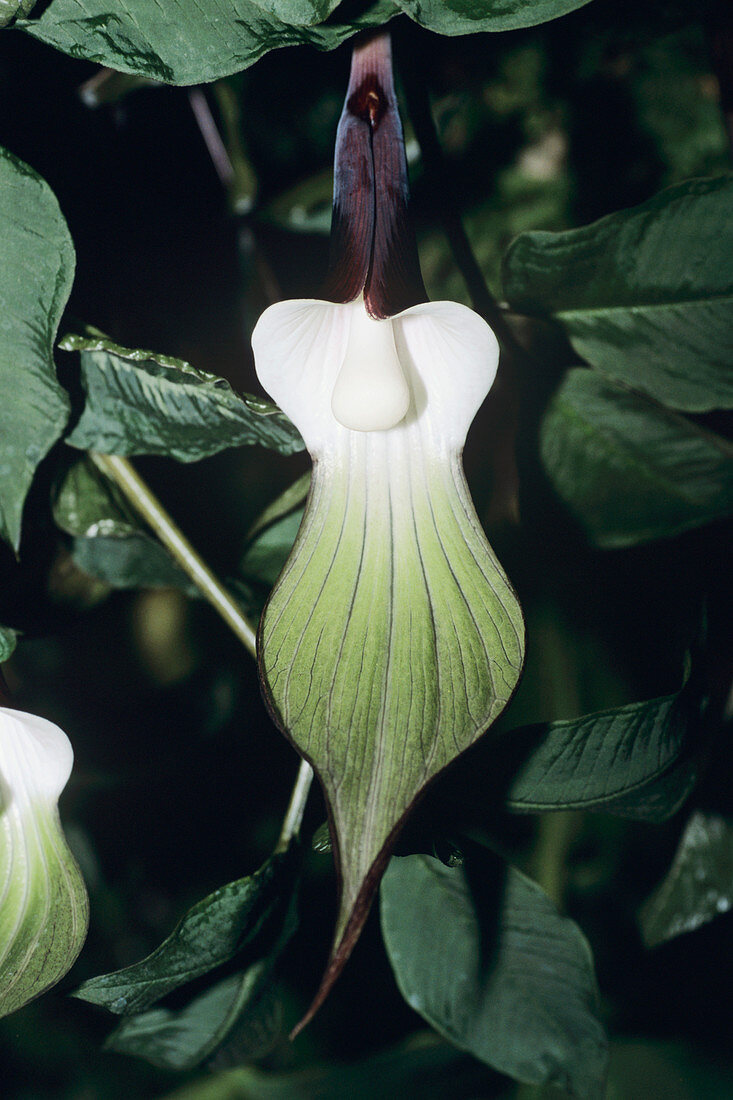 Jack-in-the-Pulpit flower