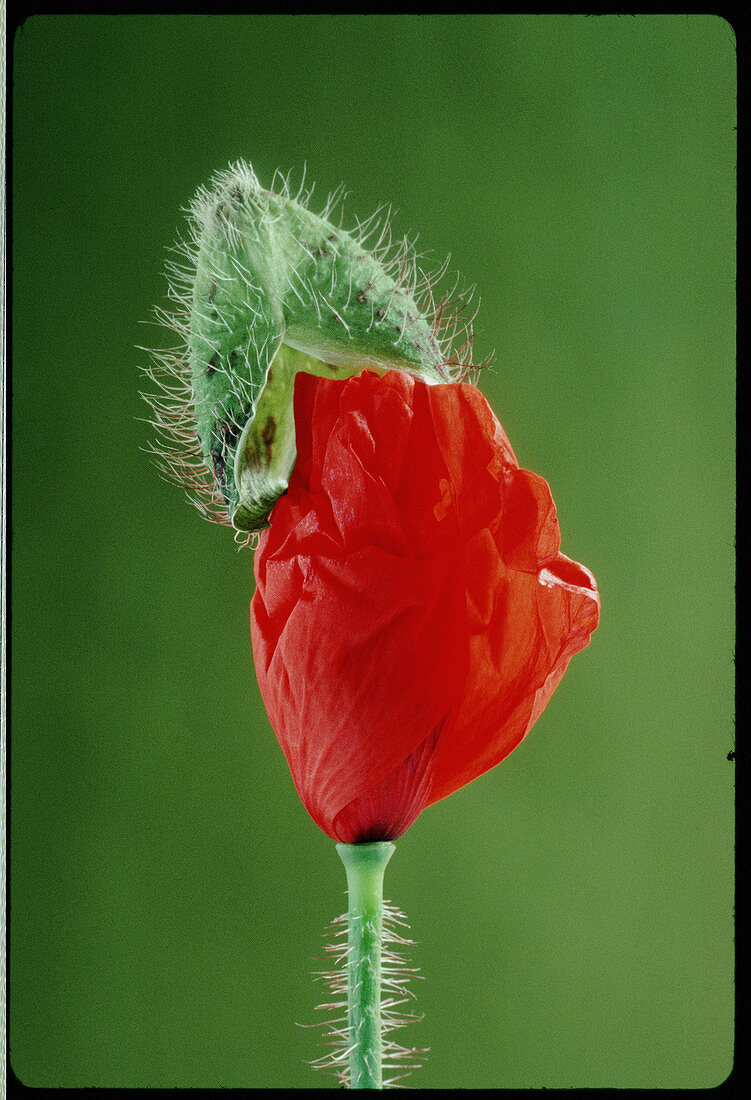 Bud of an oriental poppy