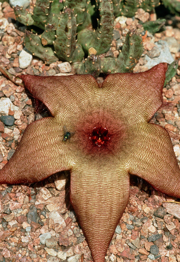 A carrion flower,Stapelia schinzii