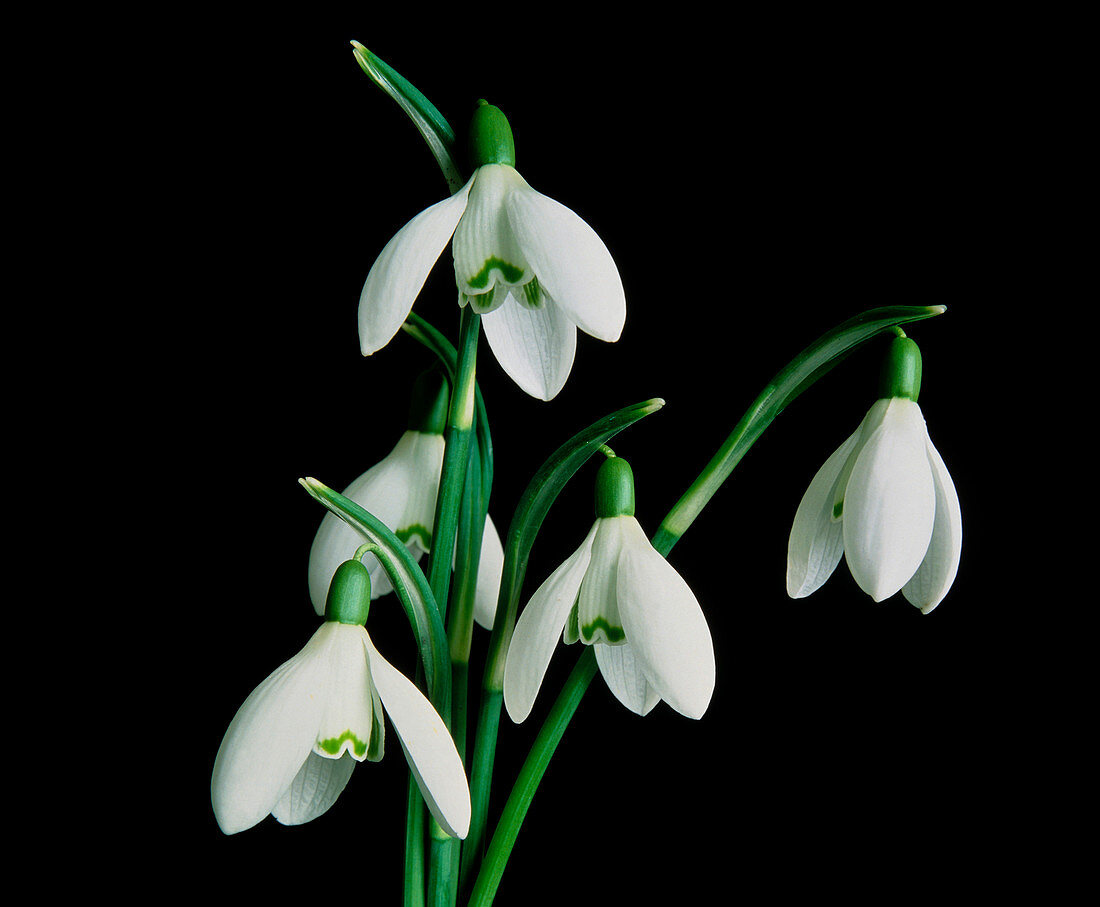 Snowdrop flowers,Galanthus nivalis