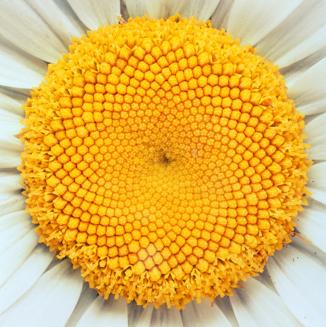 Close-up of flower of shasta daisy