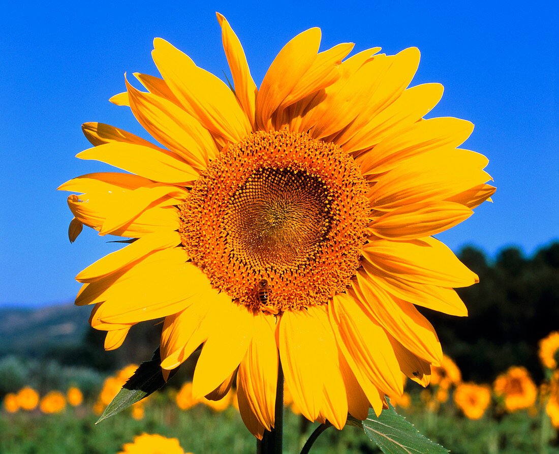 Sunflower with bee in field