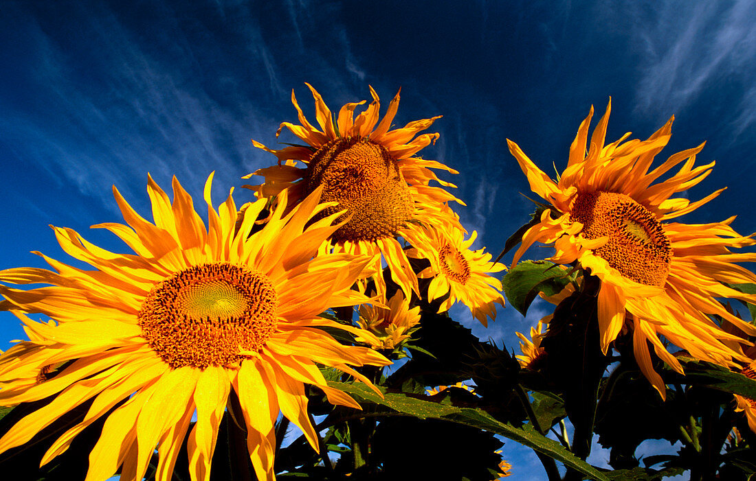 Sunflowers against the sky