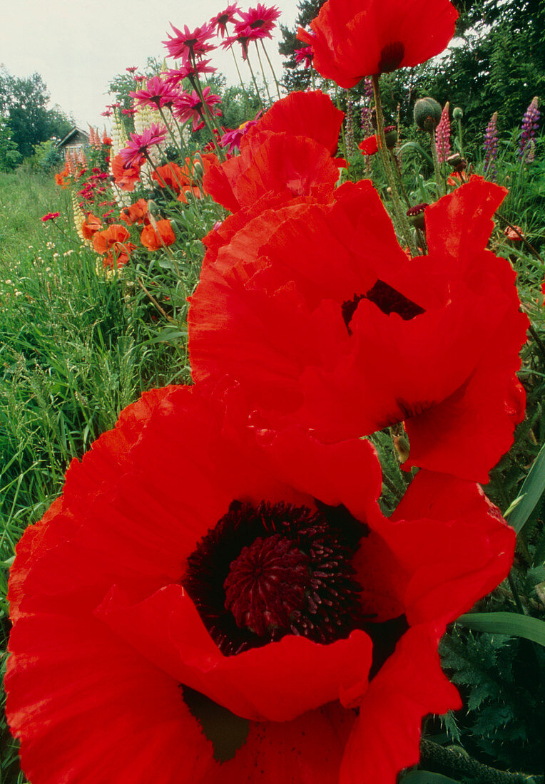 Oriental poppy flowers,Papaver orientale