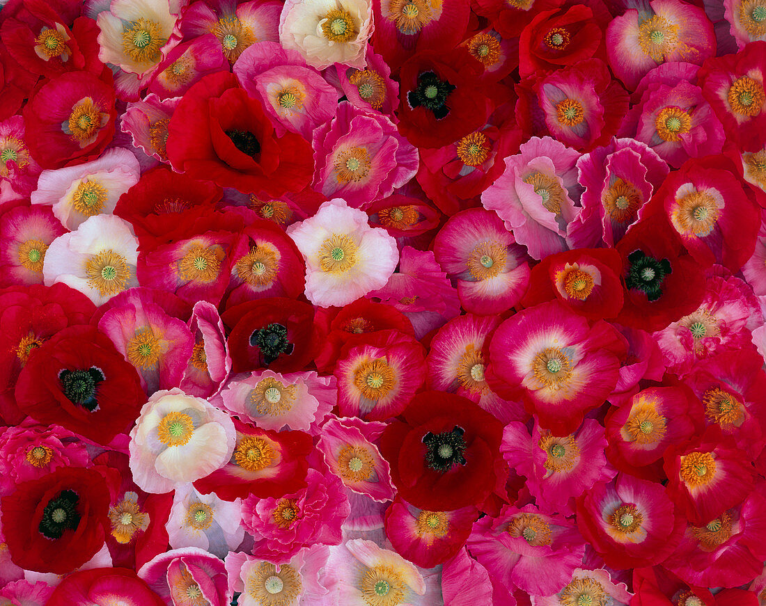 Collection of poppy flowers
