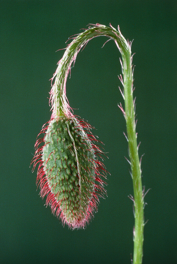 Flower bud of common poppy