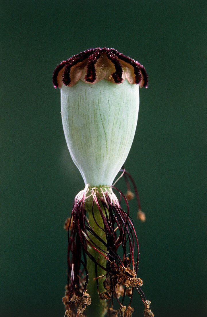 Seed pod of common poppy
