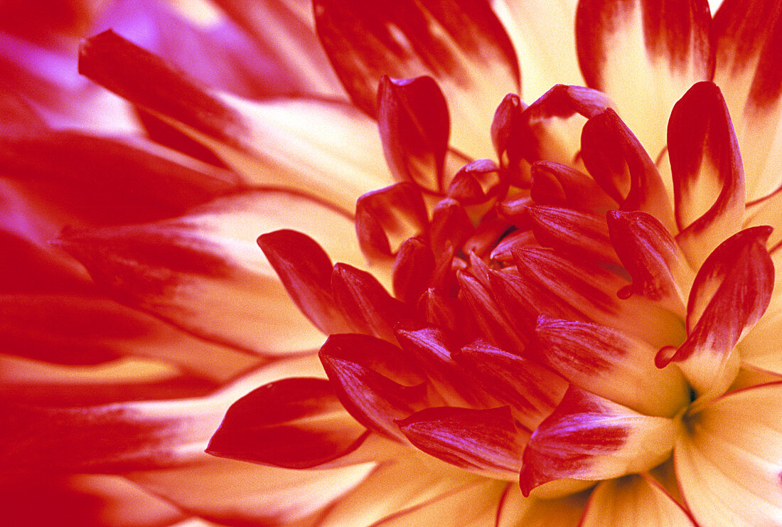 Dahlia flower