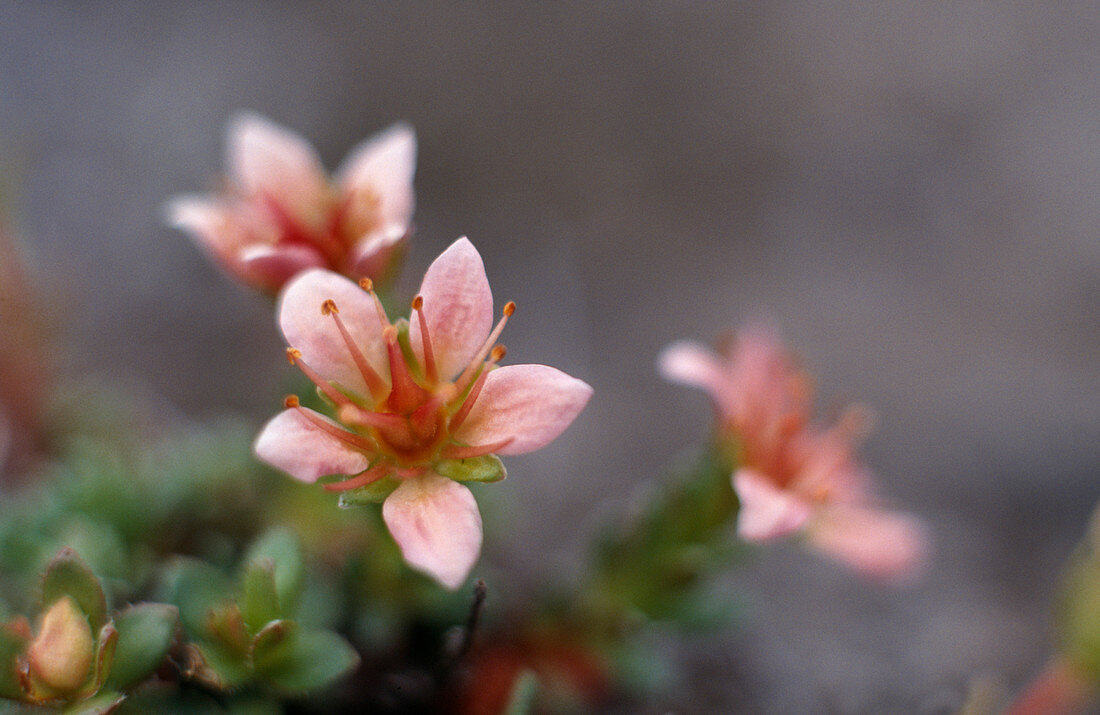 Saxifraga nathorstii flowers