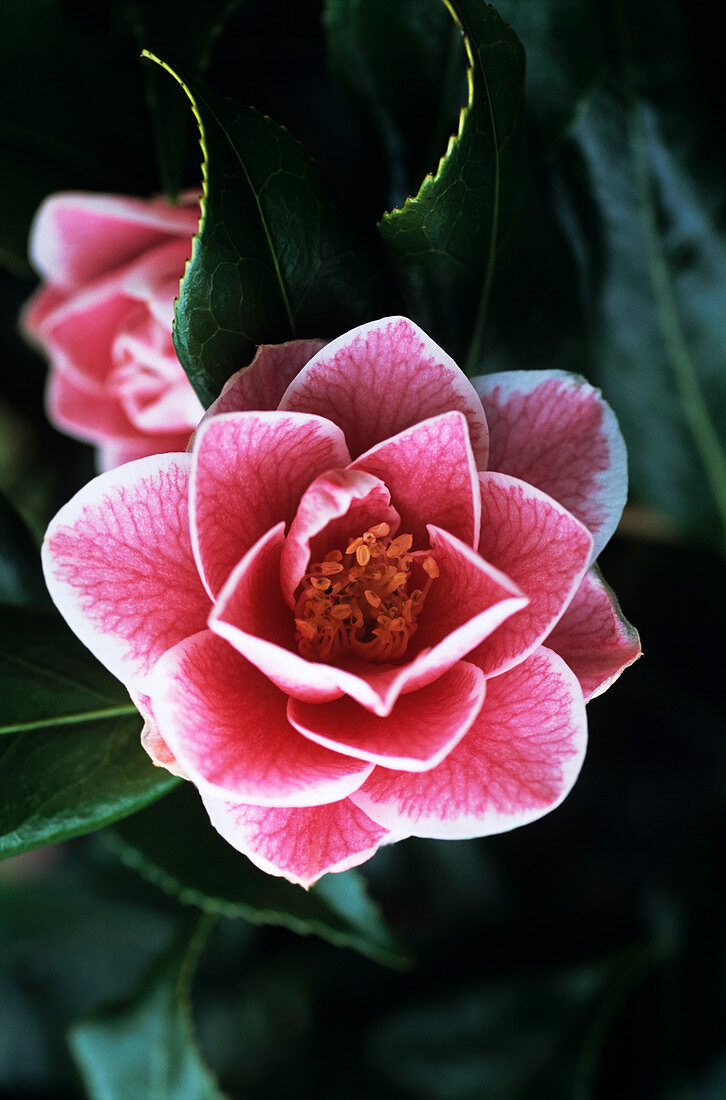 Camellia flowers
