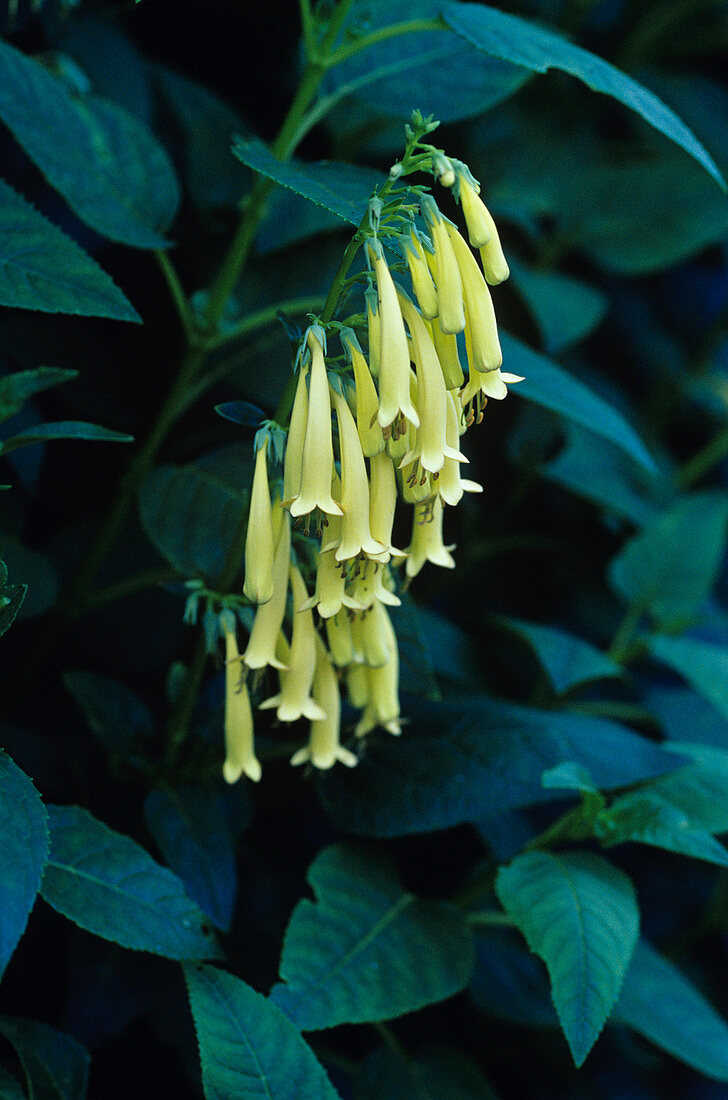 Cape fuchsia flowers