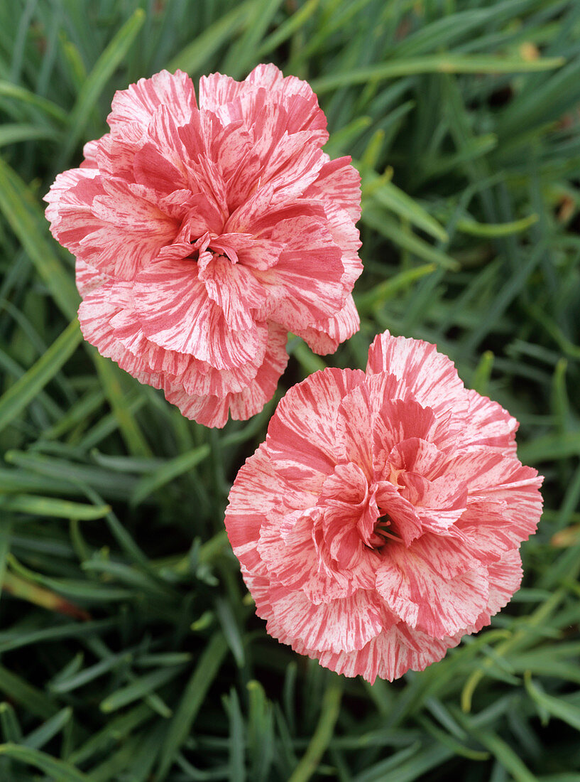 Carnation flowers
