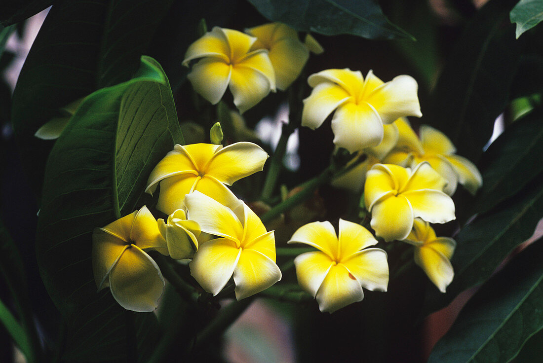 Common Frangipani flowers