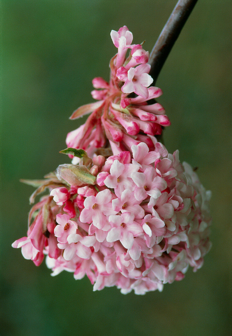 Viburnum x bodnantense 'Dawn' flowers