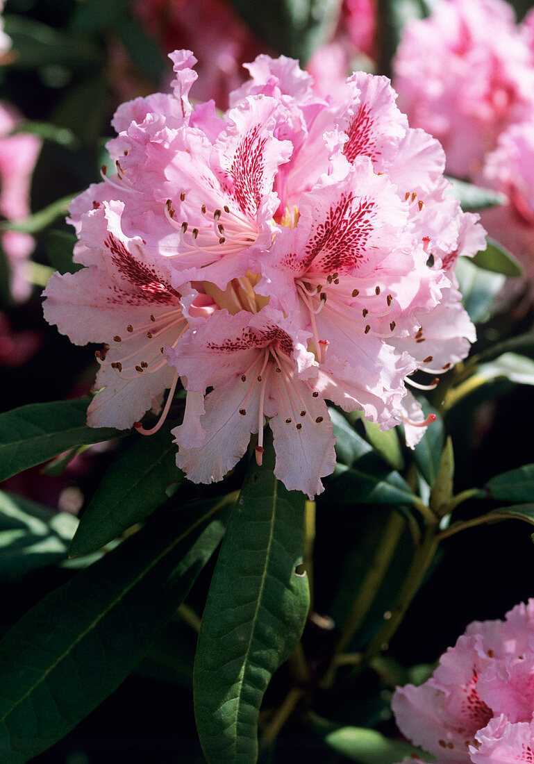 Rhododendron 'Cheer' flowers