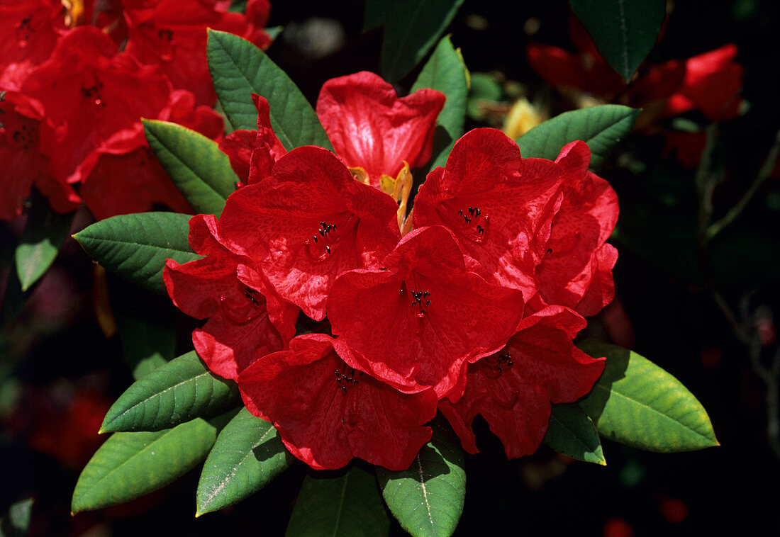 Rhododendron 'Fusilier' flowers