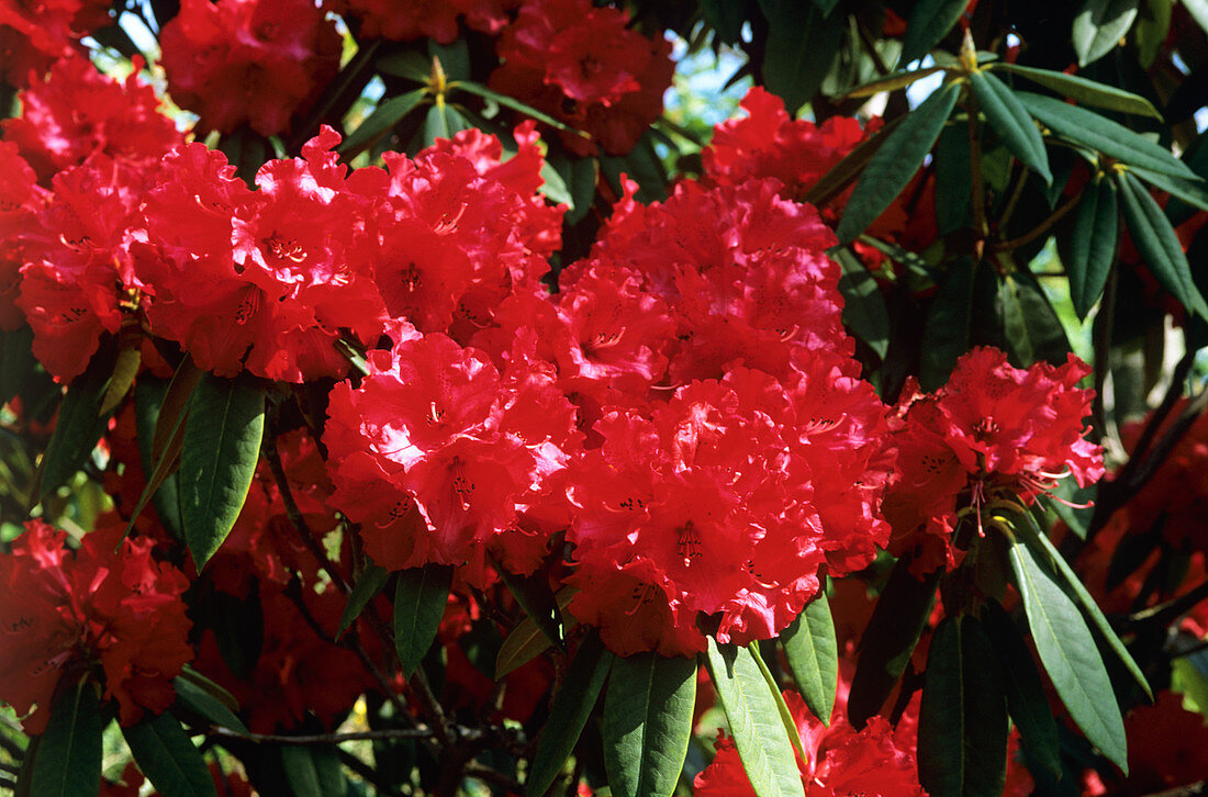 Rhododendron 'Grace Seabrook' flowers