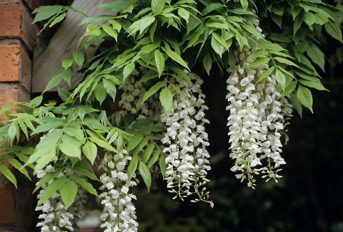 Chinese wisteria flowers