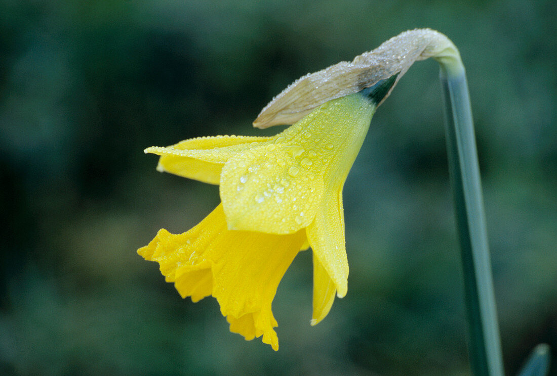 Tenby daffodils