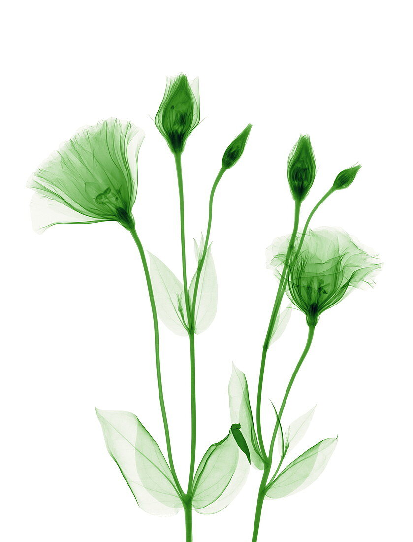 Lisianthus flowers,X-ray