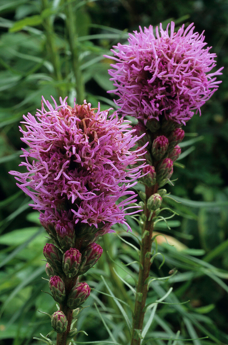 Gayfeather flowers