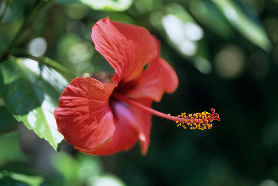 Hibiscus (Hibiscus rosa-sinensis) flower