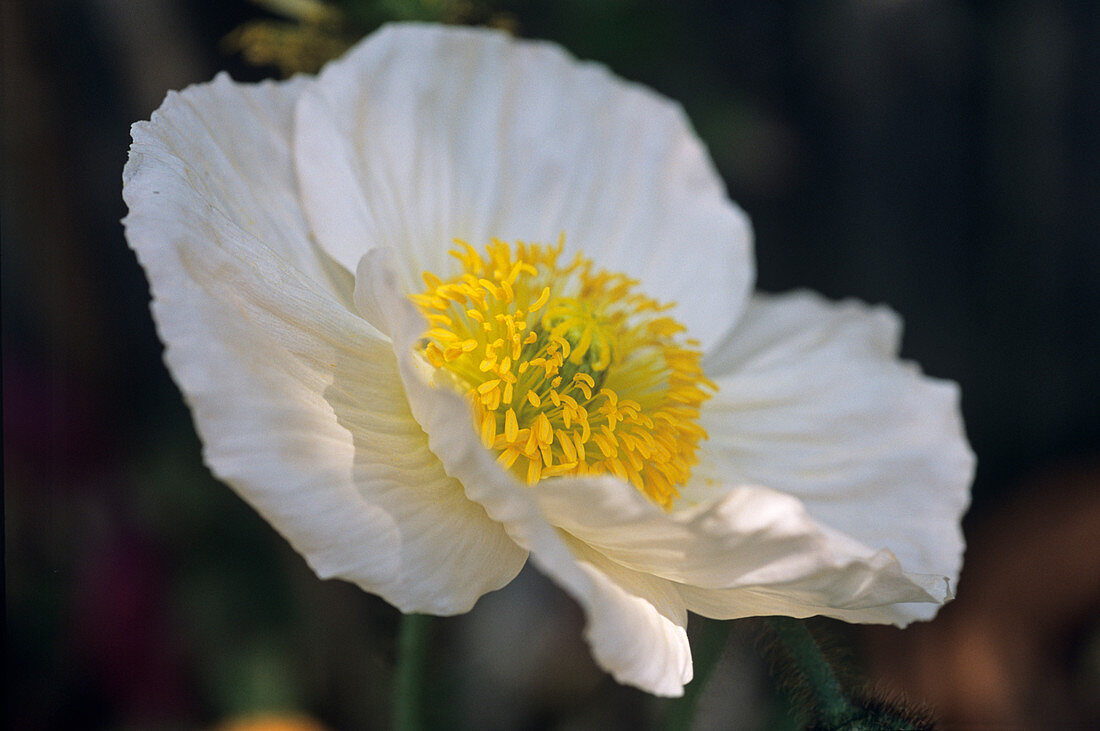 Oriental poppy (Papaver orientale)