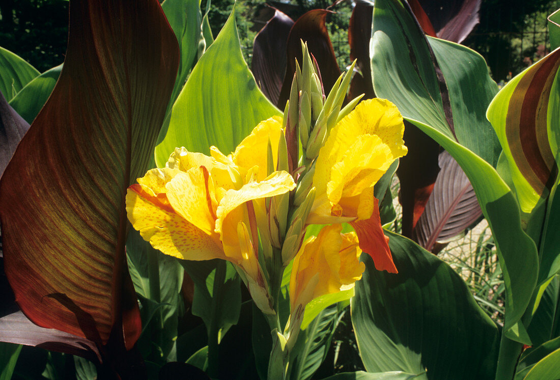 Canna lily flowers (Canna x generalis)